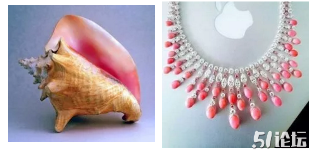 conch1.png