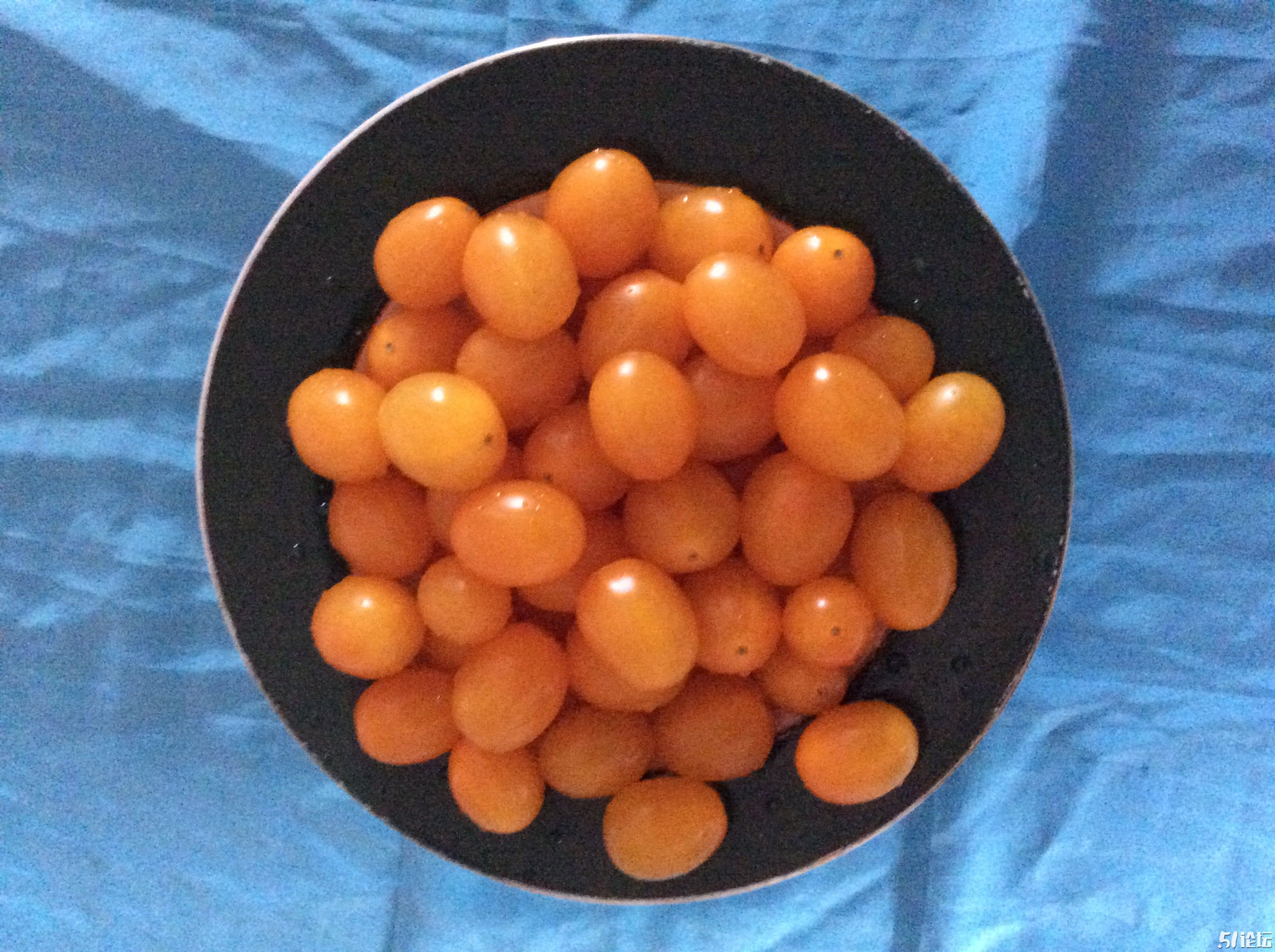 黄色小西红柿品种