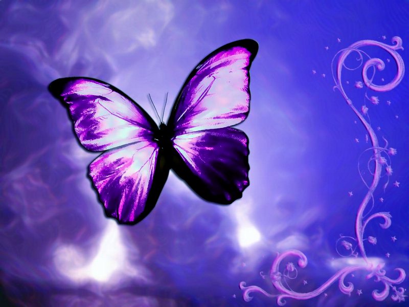 butterfly-lavender-purple.jpg
