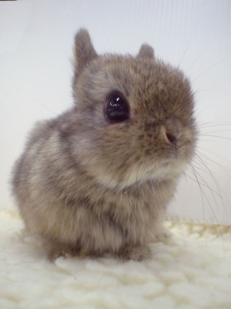 我是小兔兔