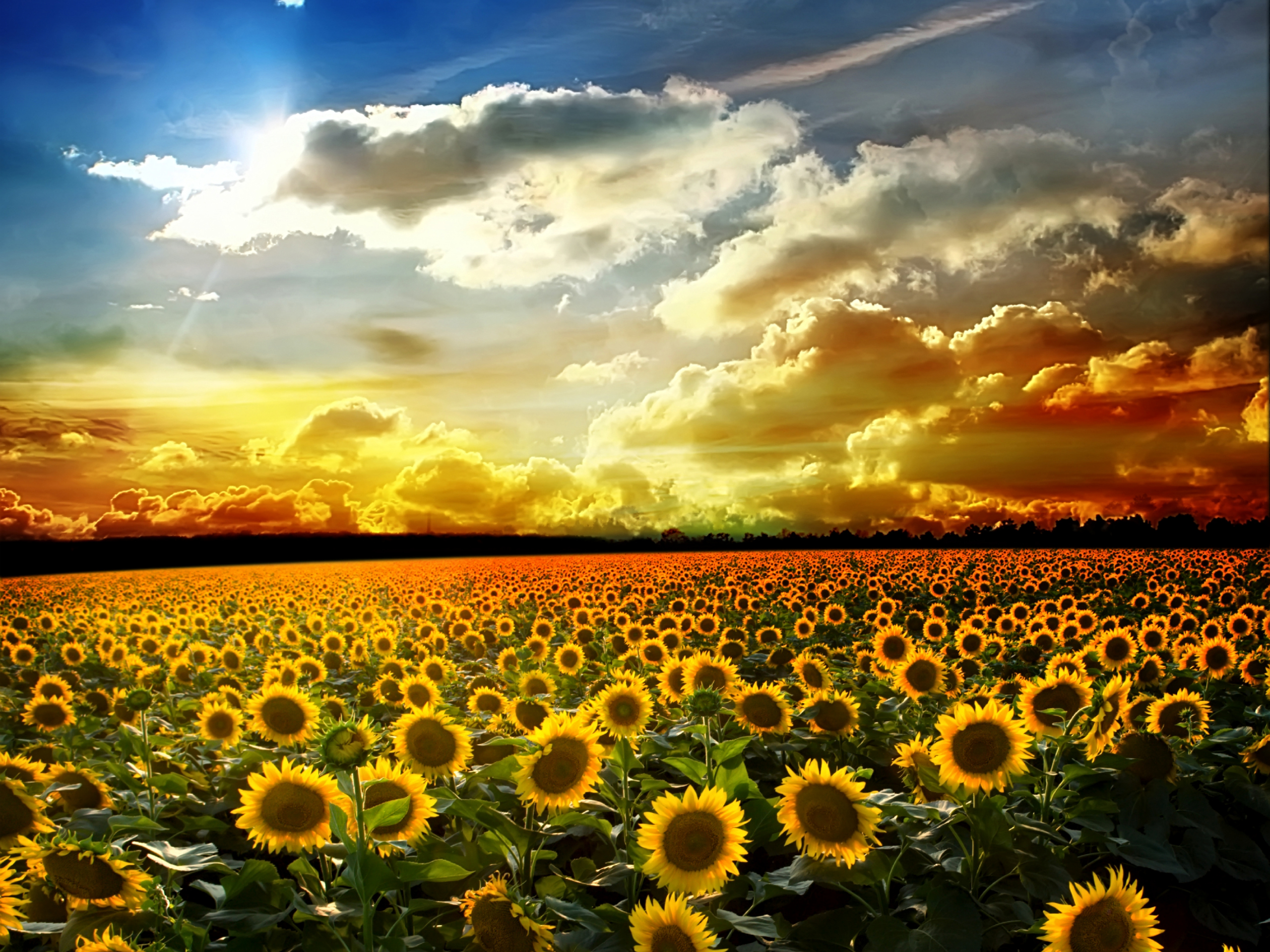 Sunflowers-73.jpg