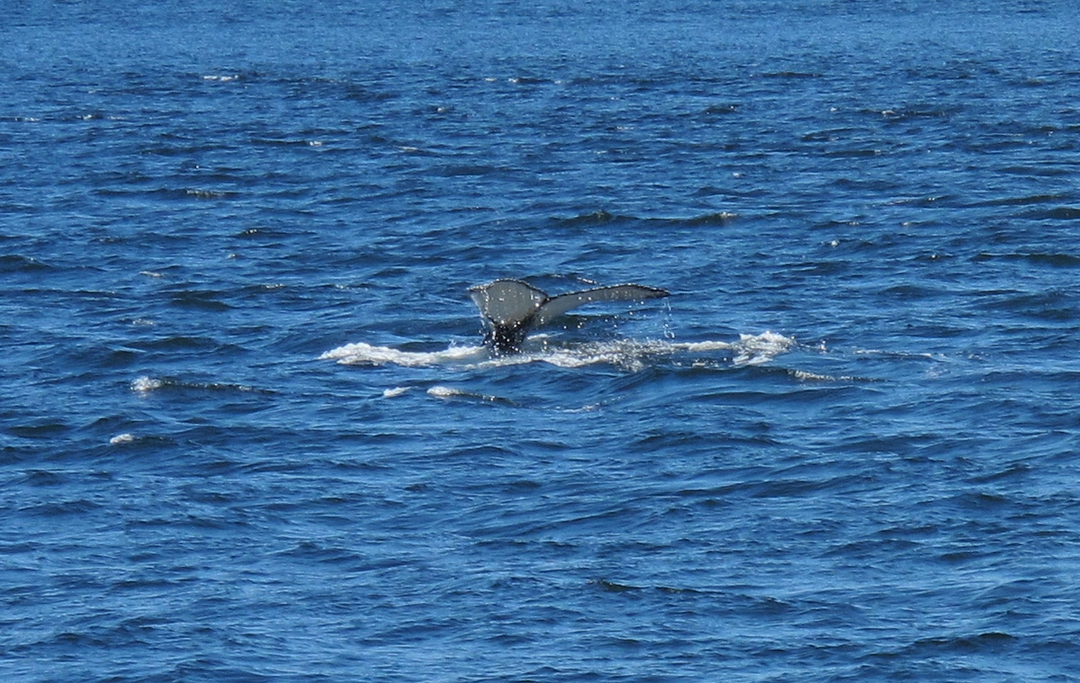 观鲸-唯一拍到的一张尾巴.jpg
