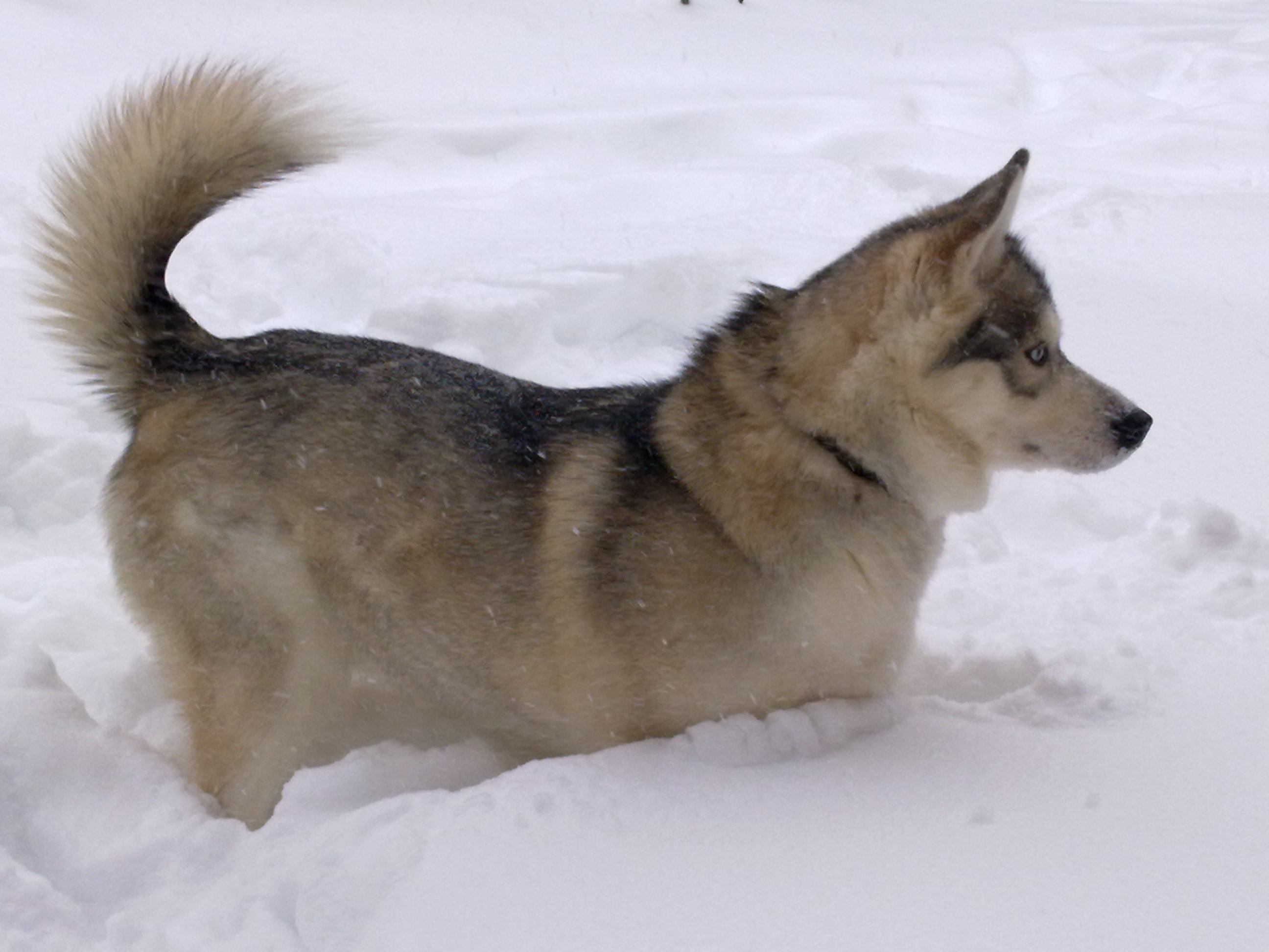 狗狗和后院的雪.jpg