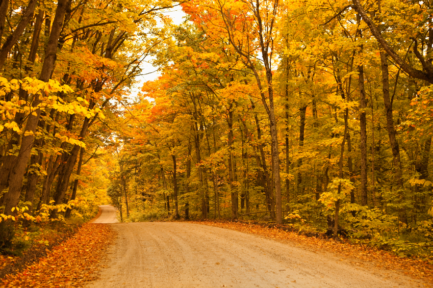 Algonquin-Park-road-in-the-Fall.jpg