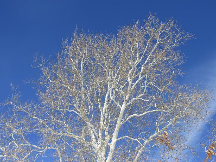白桦树143--35.jpg