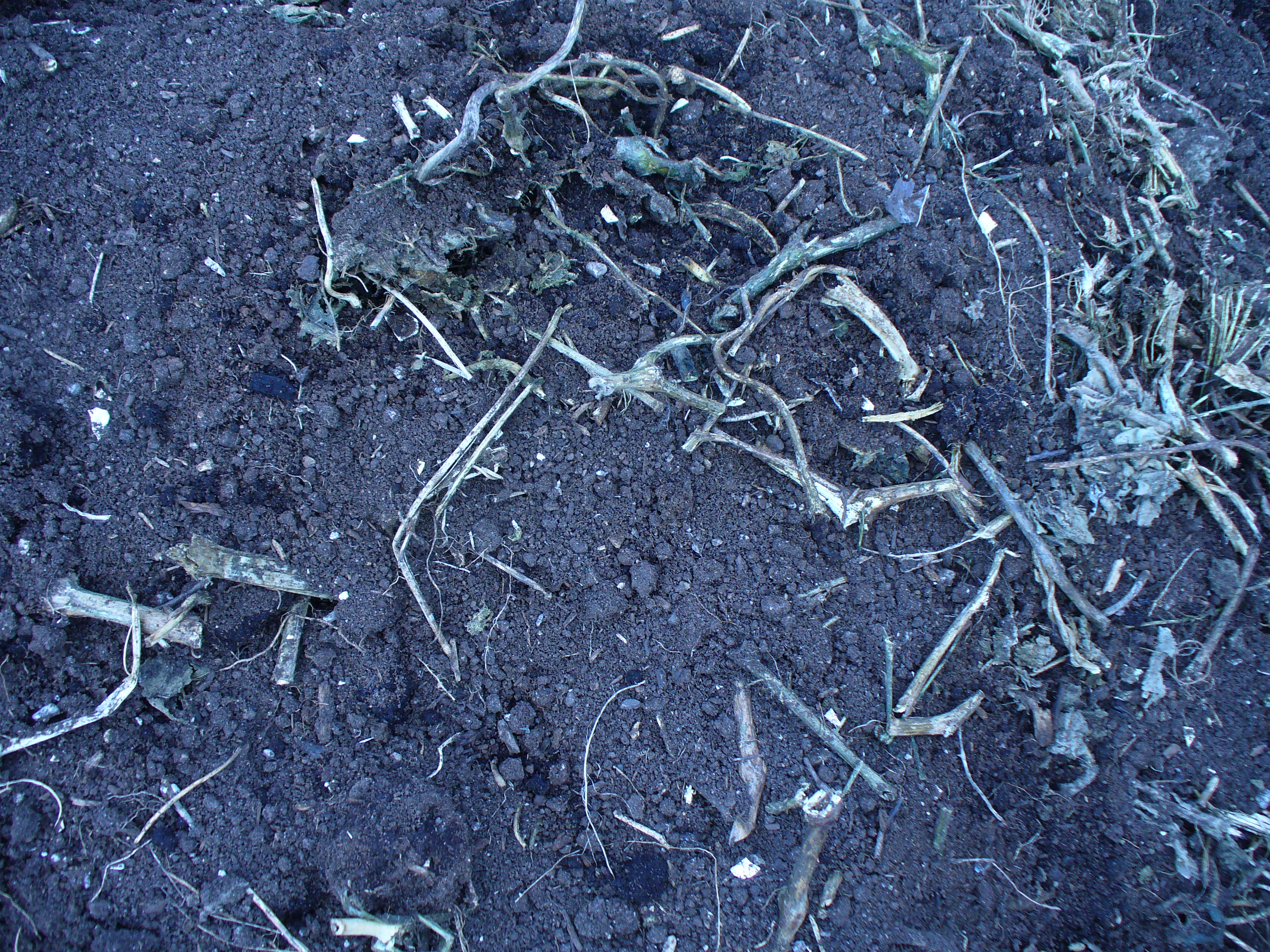 图4是瓜，豆根，埋在泥土里过冬后，翻晒