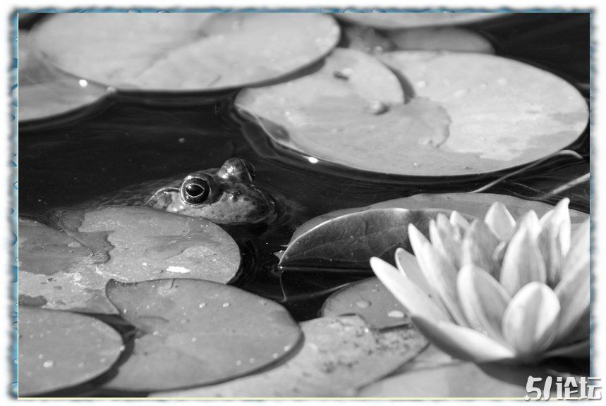 動畫動話 1  蓮花池 裡 的青蛙 The frog on the Lotus Pond