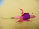 Animated Flower from Skills Transfer